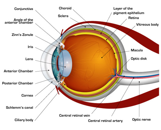 Eye Lens Chart